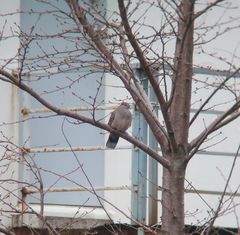 Streptopelia orientalis