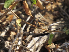 Lygodactylus somalicus