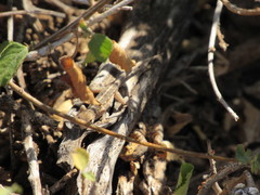 Lygodactylus somalicus