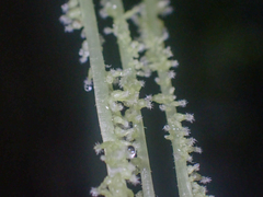 Myriocarpa longipes