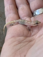 Lygodactylus somalicus