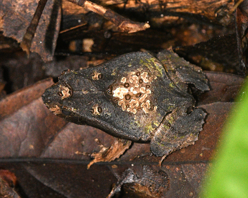 Perez’s Snouted Frog