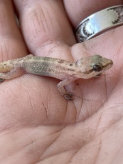 Lygodactylus somalicus