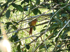 Phacellodomus ferrugineigula