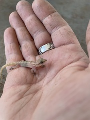 Lygodactylus somalicus