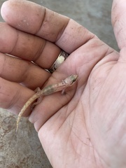 Lygodactylus somalicus