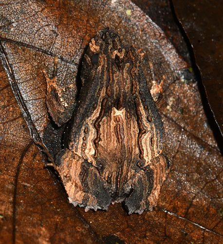 Eyelashed Forest Frog, Edalorhina perezi