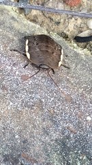 Polyzosteria limbata