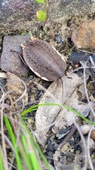 Polyzosteria limbata