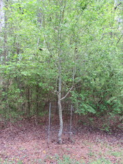 Crataegus aestivalis