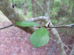 Crataegus aestivalis