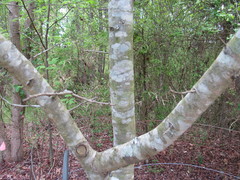 Crataegus aestivalis