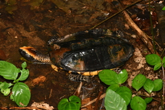 Platemys platycephala