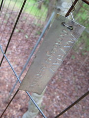 Crataegus aestivalis