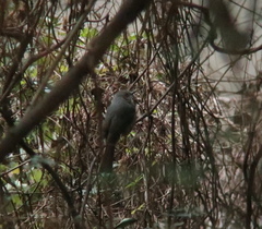 Hypsipetes amaurotis