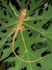 Calotes versicolor