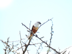 Sporophila palustris