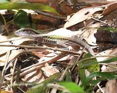 Ameiva