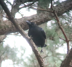 Corvus macrorhynchos