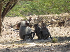 Papio hamadryas