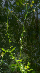 Anthocercis ilicifolia