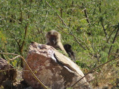 Papio hamadryas