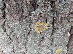 Xanthoria parietina
