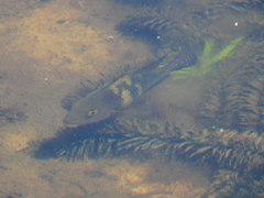 Geophagus iporangensis