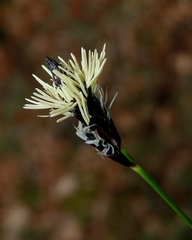 Carex montana