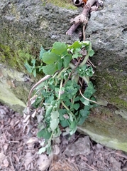 Chelidonium majus