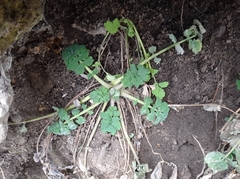 Chelidonium majus