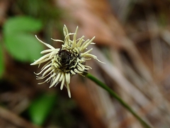 Carex montana