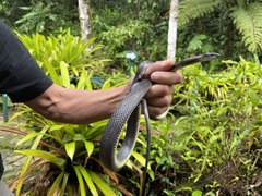 Erdis' False Coral Snake photo 3