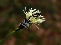 Carex montana