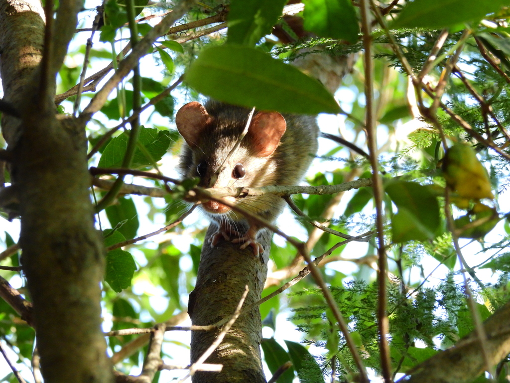 Rufous-Nosed Wilfredomys
