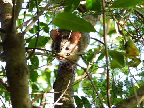 Greater Wilfred's Red-nosed Mouse (Wilfredomys oenax) — Endangered Mammalia