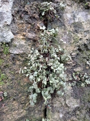 Asplenium ruta-muraria