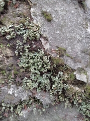 Asplenium ruta-muraria