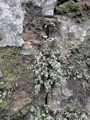 Asplenium ruta-muraria