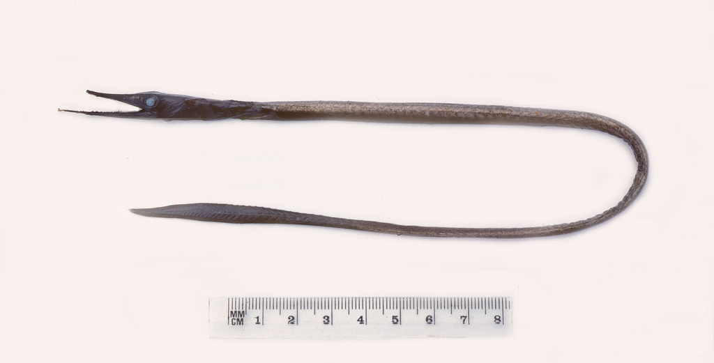 Garman's sawtooth eel (Serrivomer garmani) — Serrivomeridae