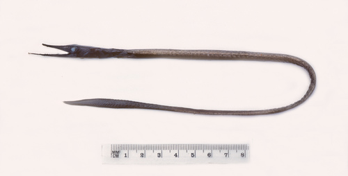Garman's sawtooth eel (Serrivomer garmani) — Serrivomeridae