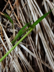Carex montana