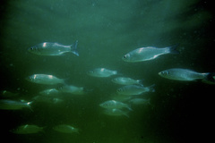 Dicentrarchus punctatus