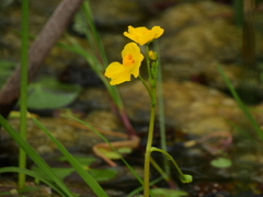 Utricularia platensis