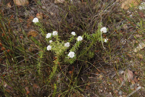 Image of Metalasia inversa by (c) Tony Rebelo, some rights reserved (CC BY-SA)