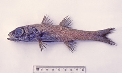 Robust Cardinalfish photo 1