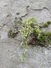 Stellaria media