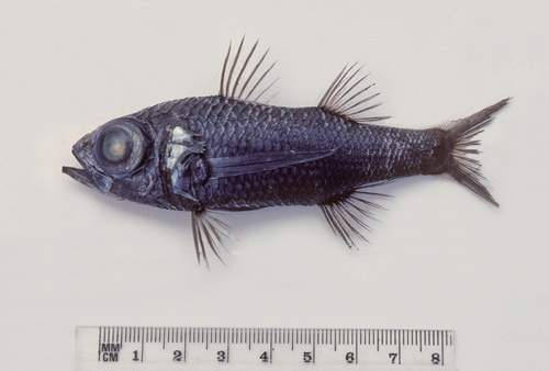 Pelagic basslet (Howella brodiei) — Howellidae