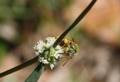 Agapostemon splendens