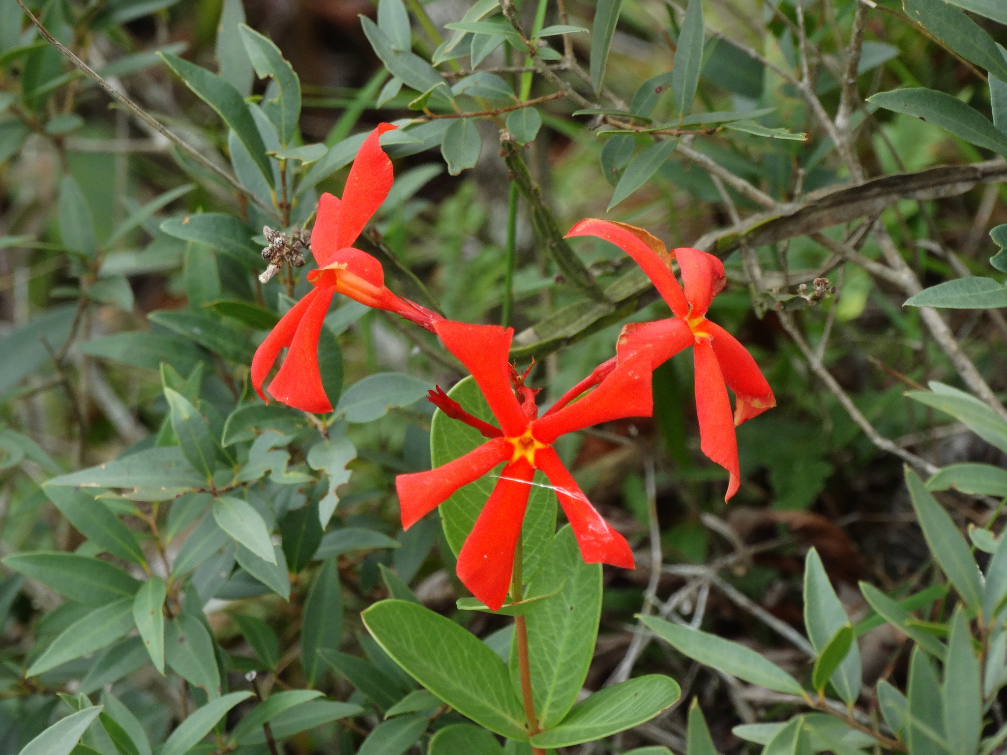 Imagem de Jasmim-vermelho